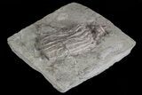 Bargain, Macrocrinus Crinoid Fossil - Crawfordsville, Indiana #68546-2